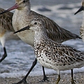 Great Knot 1st Summer staying in Cairns<br />Canon EOS 7D + EF400 F5.6L